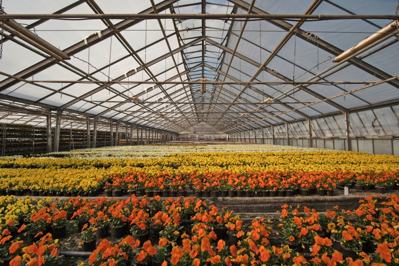 fleuriste-BEAUSOLEIL-min_greenhouseflowers-4948726